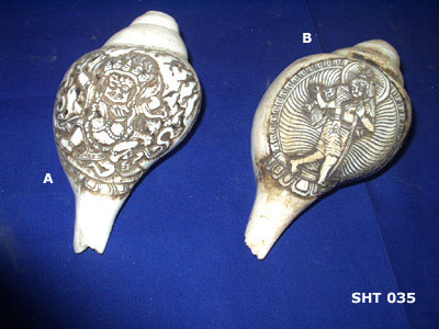 Conch Shell